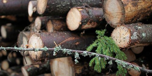 Rumänien får varning för illegal avverkning