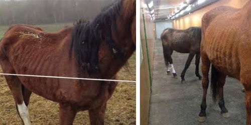 Revbenen syntes på dräktiga hästar