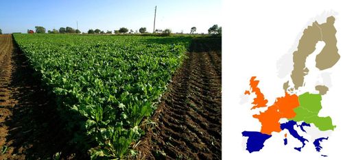 Våga hålla fast vid betorna