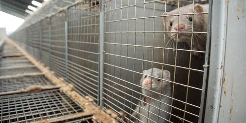 Djurskyddslagen kräver uppföljning anser politiker