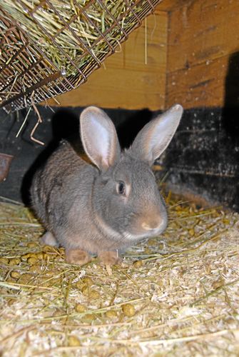 Felaktiga regler hämmar kaninuppfödningen