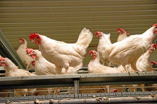 ”Djurplågeri med frigående höns”