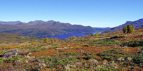 Inget skogsbruk i fjällen
