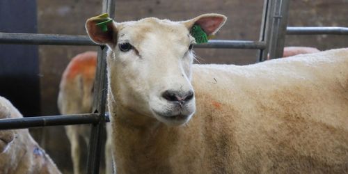 Nytt verktyg ska öka lammköttets kvalitet