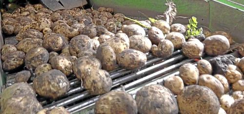 Söker nya odlare med ljus och lykta