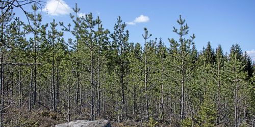 Mer tall ger färre viltskador