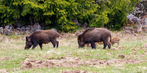 99 procent av Nordens vildsvin finns i Sverige
