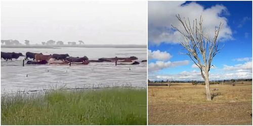 Halv miljon djur döda efter översvämningar