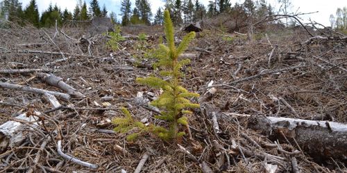 Ny satsning på maskinell skogsplantering