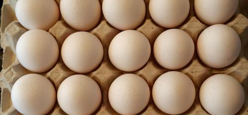 Äggföretag till försvar: Inget fog för kritiken