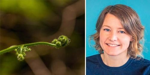 Krönika: ”Kan bättre fotosyntes ge ökad skörd?”