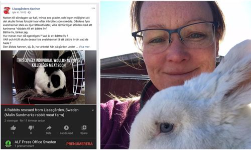 Aktivister stal avelskaniner från Lisasgården