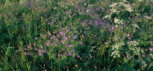 Så ändras direktstöden i år