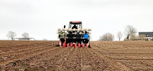 Sena knölar i skånsk jord
