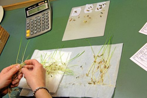 Stor risk för dåligt utsäde i år