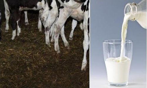 Coca-Colas mjölkföretag inför rätta efter djuraktivistfilm