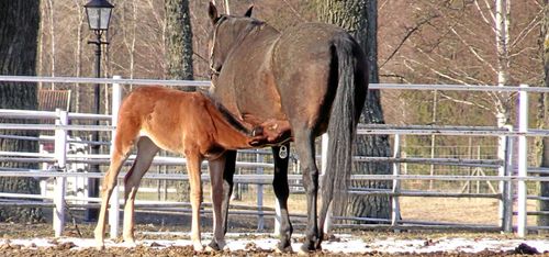 Nya hästjobbet lockar många