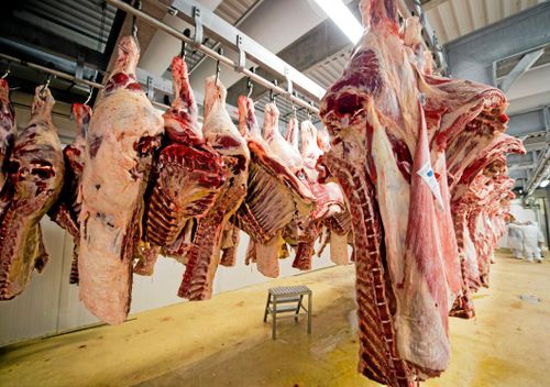 Växande slakteriproblem med smutsiga nötkreatur