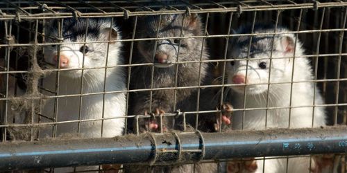 Minkföretag kan få drygt 18 miljoner i ersättning