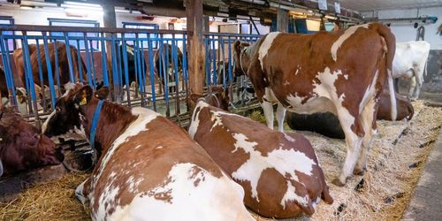 Snart slut med ekotillägg för uppbundna kor