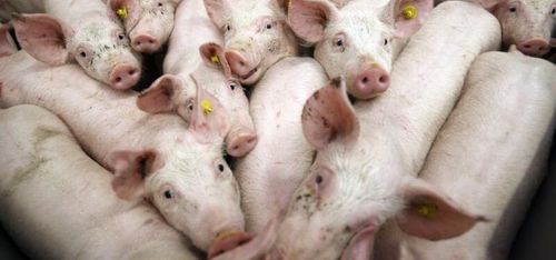 Grispriset fortsätter uppåt