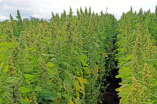 Snart skördas skånsk quinoa