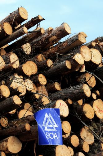 Huggsexa om SCA:s skog