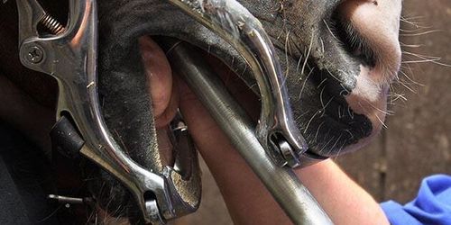 Hästtandtekniker frias från djurplågeri