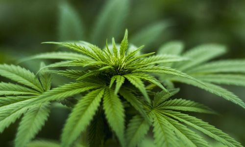 Medicinsk cannabis kan bli lagligt i Grekland