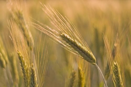 Digital handel med maltkorn