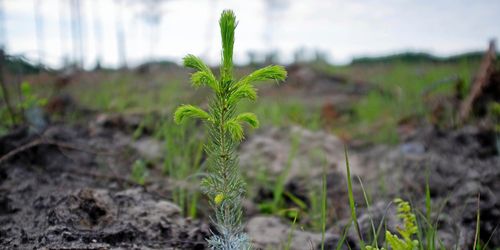 Tre gånger så bra tillväxt med rätt plantor