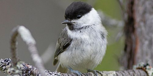 Forskare tvivlar på fåglar – ny skog rik på indikatorer