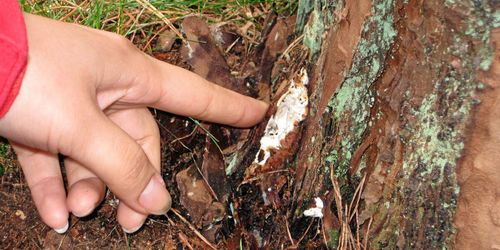 Rotröta på tall underskattat problem