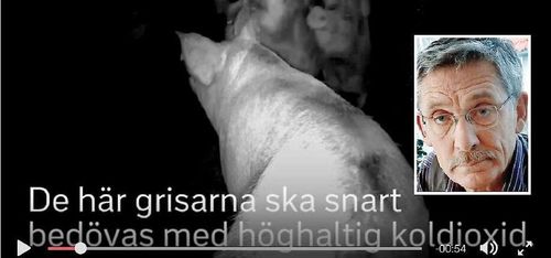 Hans grisfilm väckte debatten