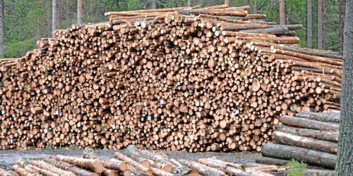 Mellanskog fördubblar resultatet