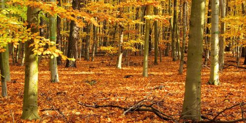 Avverkningsstopp ger timmerbrist i Danmark