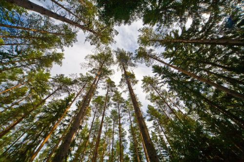 Inbromsning i skogen – tre bolag mot strömmen