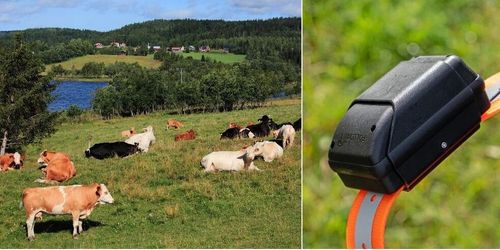 Håll koll på kon med gps