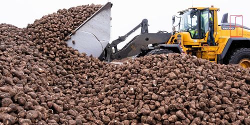 Nya problem på sockerbruket i Örtofta