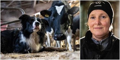 Vallhund i ladugården hennes bästa spartips