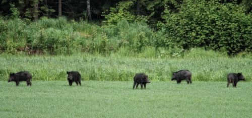 Ökande grisstam kostar miljarder