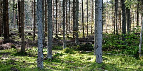 MP: Moderaterna driver en klimatskadlig avverkningslinje