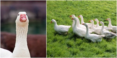 Debatt: Ät en skånsk gås – annars försvinner den