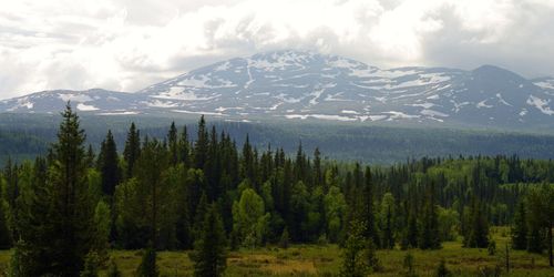 Visionen: En skogsbruksplan för fjällskogen