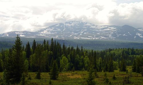 Visionen: En skogsbruksplan för fjällskogen