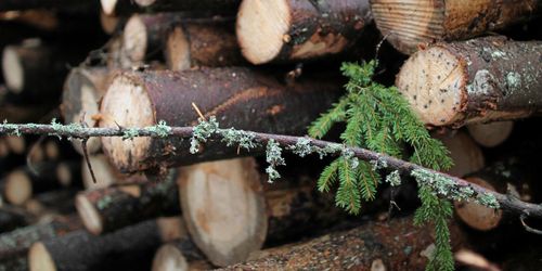 IVA: Krävs aktivt skogsbruk för att nå klimatmålen