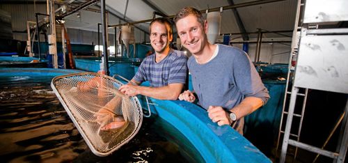 Fiskar efter nya affärer