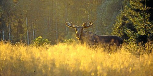 Stärkt stöd för översyn av viltförvaltningsdelegationerna