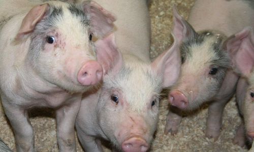 Grisar tål ett bönbyte