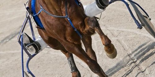 Travtränare stäms på miljonbelopp